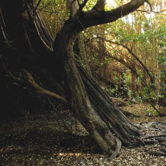Santuario de la Naturaleza Bosque Las Petras
