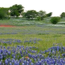 Texas Blackland Prairies