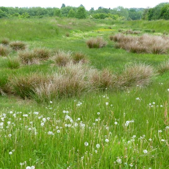 Elbhänge Dresden-Pirna und Schönfelder Hochland