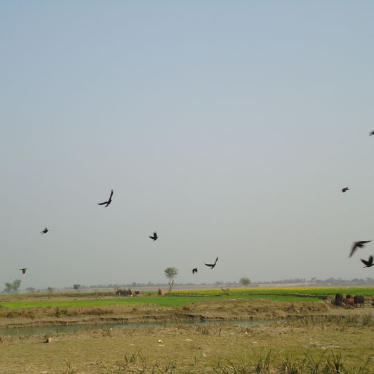 Koshi Tappu Wildlife Reserve