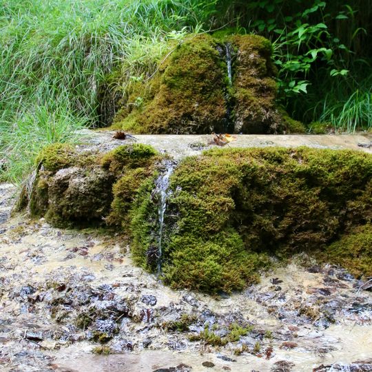 Sinterbildung im Paterzeller Eibenwald N von Paterzell