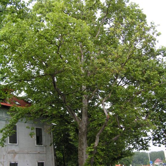 Platanus x hispanica in Lucenec