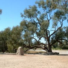 Burke and Wills Dig Tree
