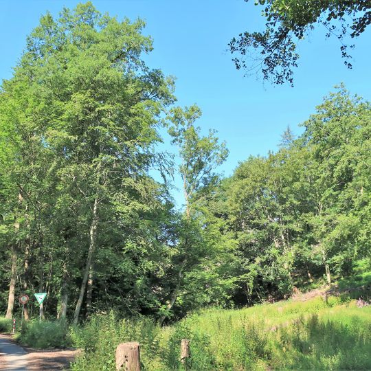 Waldwiesen Selbecker Bach