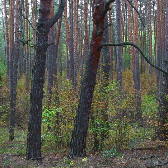 Volodymyrivska Dacha