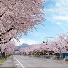 清川の千本桜