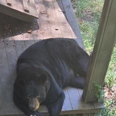 Bear Hollow Zoo
