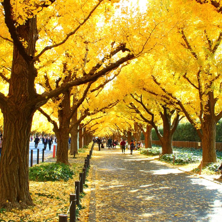 Jardín Exterior del Santuario Meiji Jingu