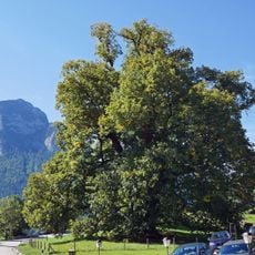 Hindenburglinde