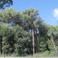 Pineta di San Vitale, Bassa del Pirottolo