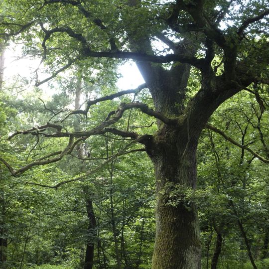 Schwanheimer Alteichen