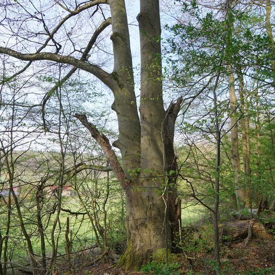 6 Rotbuchen, genannt Hutebuchen