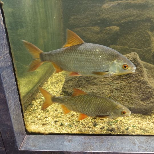 L'aquarium des curieux de nature