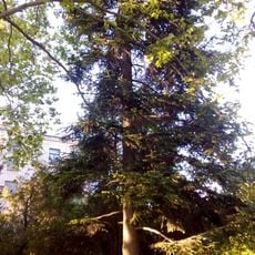 Picea glauca on Vieru street, Codru