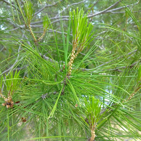 Rockhampton Botanic Gardens