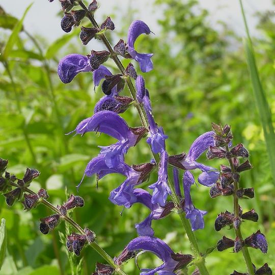 Box Farm Meadows SSSI
