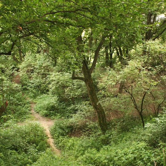 Rezerwat przyrody Lisia Góra