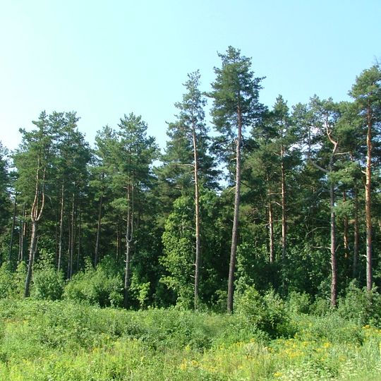 Fenyőfői Ősfenyves Természetvédelmi Terület