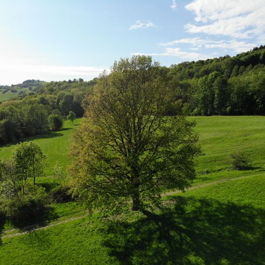 Dub pod Jankovým kopcem