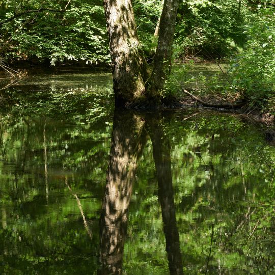 Tümpel im Schlierbachtal