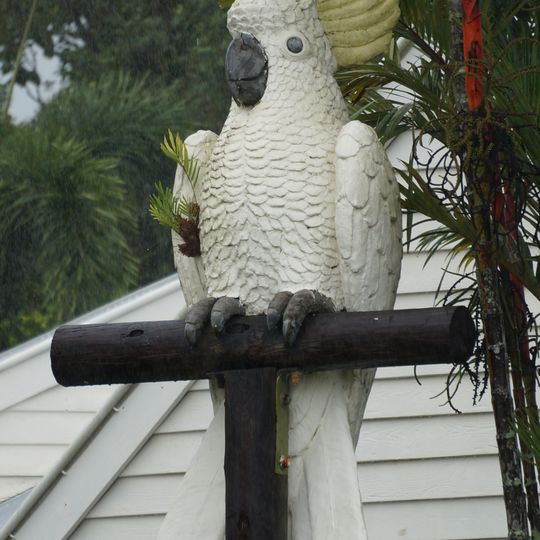 Big Cockatoo