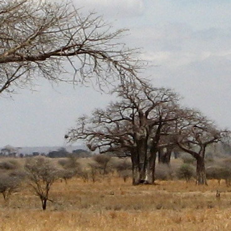 Tarangire National Park