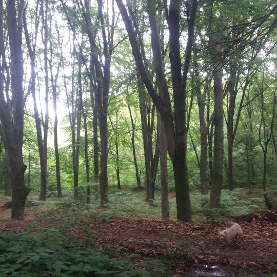 Urochyshche Romanskoho