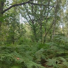 Point de Vue de la Forêt de Rochefort