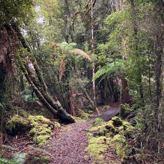 Lake Kaniere Walkway