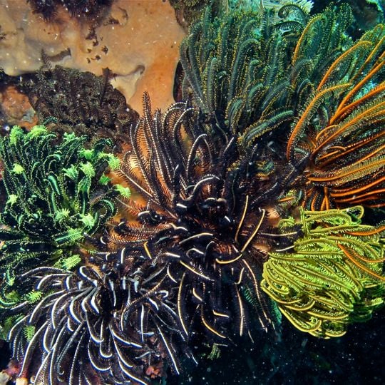 Parco nazionale marino di Bunaken