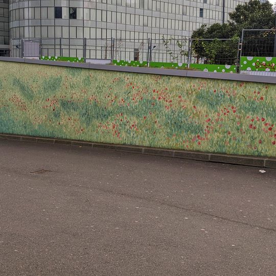 Champ de coquelicots