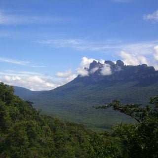 Reserva Forestal de San Pedro