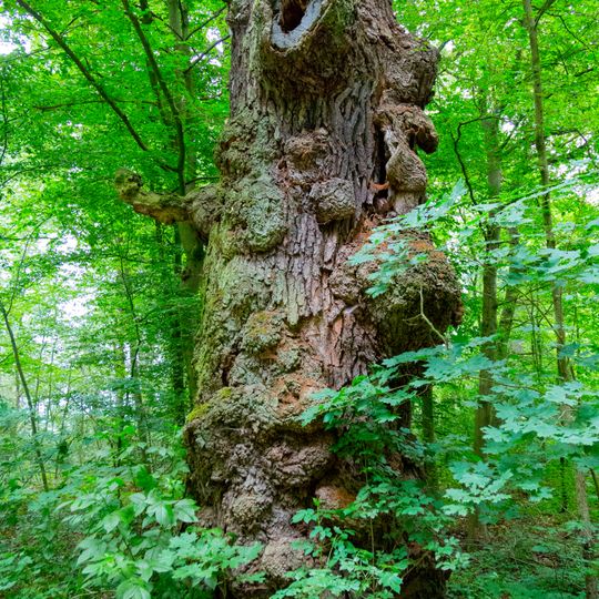 Naturdenkmal Stieleiche am Weg Richtung Beesdau in Görlsdorf