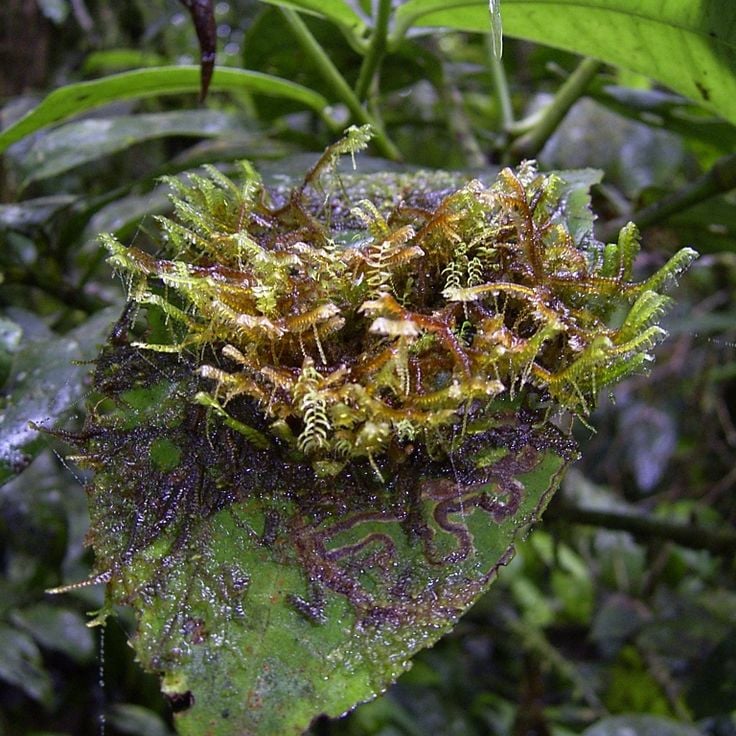 Park Narodowy Altos de Campana