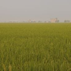 Sekinchan paddy fields