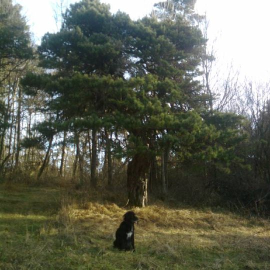 Pilzkiefer im Lerchenbühl