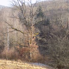 Skupina dubů ve Sloním údolí