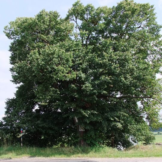 Tvrdonská lípa U Obrázku