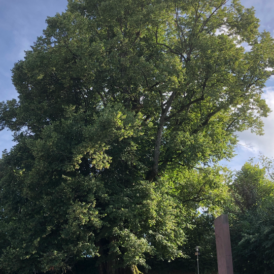 1 Linde "Alte Linde"