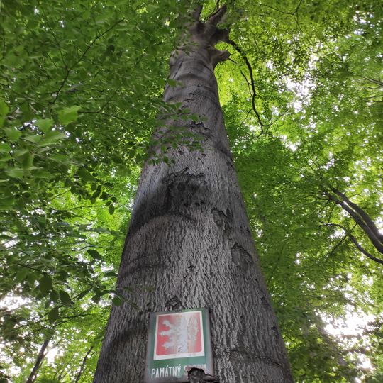 Skupina v lese Krajčok