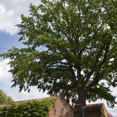 Stiel-Eiche von Schwanebeck