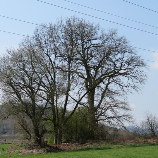 Naturdenkmal Eiche nordwestlich Ensthof