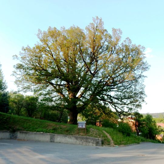 Bojkovský dub nad kostelem