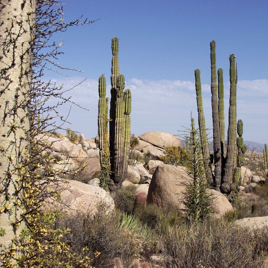 Baja California Desert