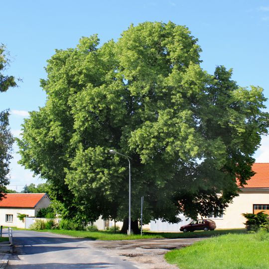 Tatecká lípa republiky