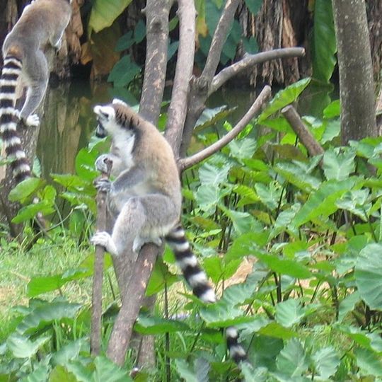 Parc Botanique et Zoologique de Tsimbazaza