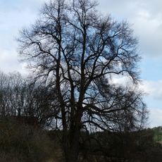 Drahoslavická lípa