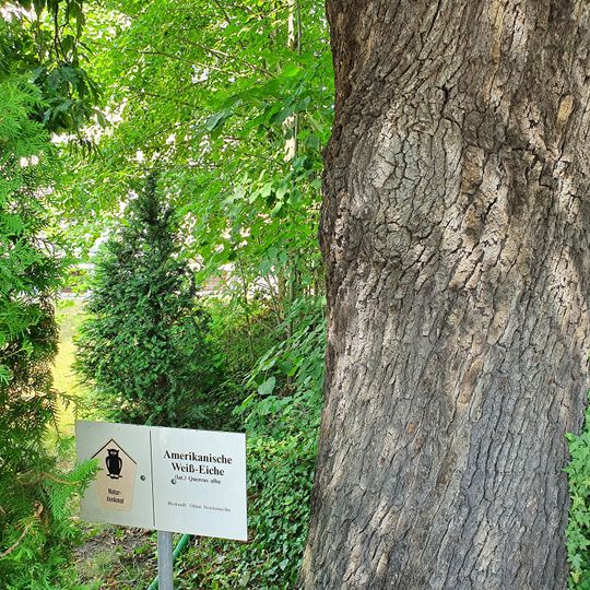 Quercus alba in Wurzen, Torgauer Straße