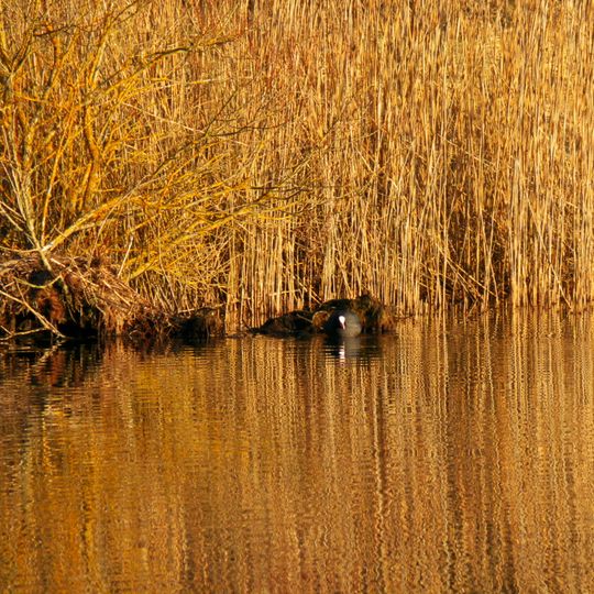 Schwackenreuter Baggerseen - Rübelisbach