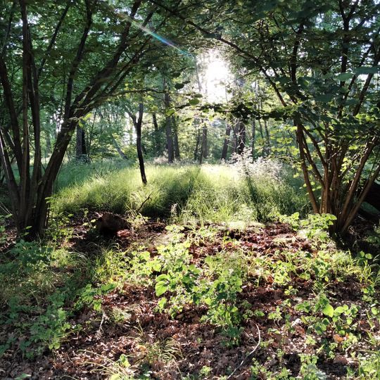 Baraggia di Piano Rosa